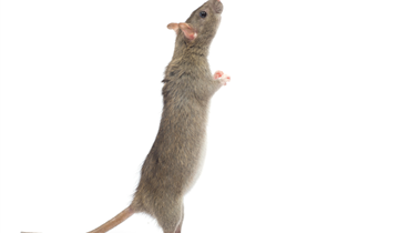 Ratten